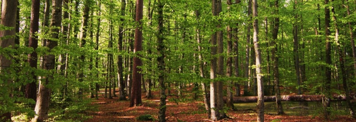 Treningsløp Evje - Vardåsen